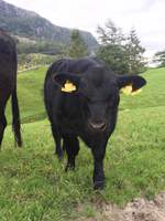 Grasfora Angus kyr
